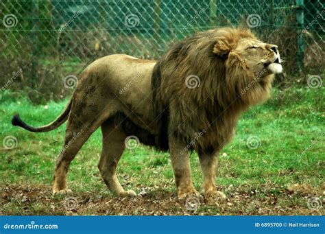 Male lion roaring stock photo. Image of powerful, power - 6895700