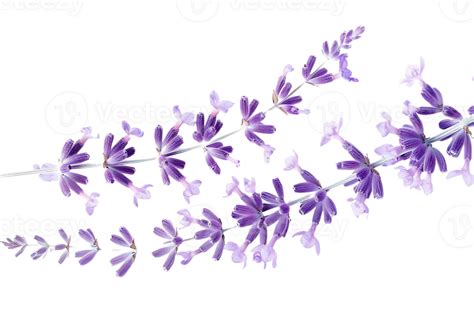 Purple Lavender Flowers Branch With Transparent Background A Closeup