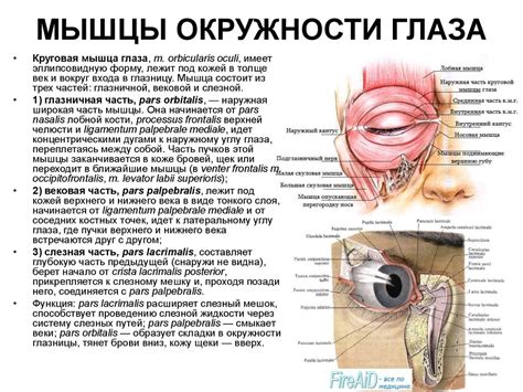 Мышцы головы - презентация онлайн