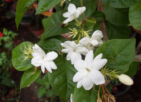 Jasmine Plant - How to Grow Indoor Care Guide | Houseplant 411 ...