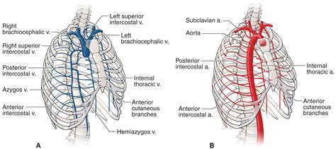 The Thoracic Spine Musculoskeletal Key