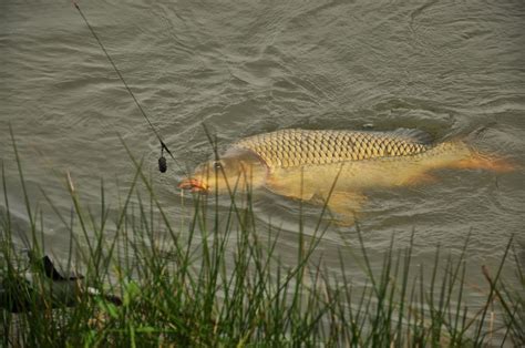 Best Times & Seasons to Fish in Ireland (Complete Guide) - Freshwater ...