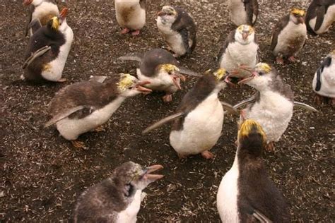 Photos Of Flightless Birds All 18 Penguin Species Page 2 Live Science