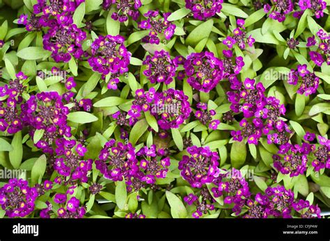 Many small violet, purple flowers of Sweet Alyssum, Easter Bonnet Violet Alyssum, Lobularia ...