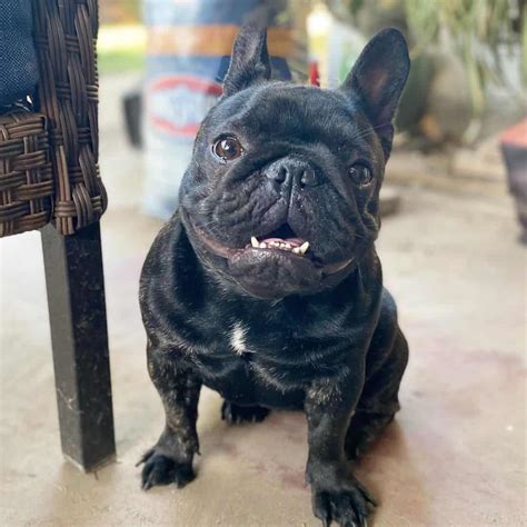 Meet The Black Brindle French Bulldog A Short Dark And Handsome Fella