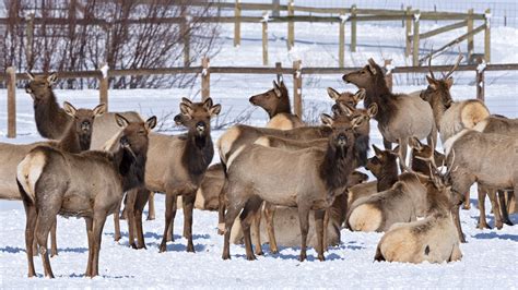 Snapped Elk Herd Enjoys Hay With Cows And Horses Near Henefer