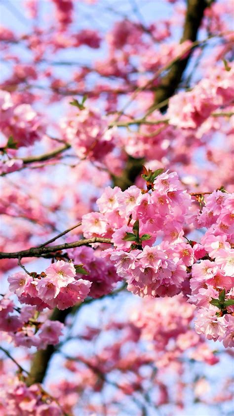 Japanese Cherry Blossom iPhone Wallpapers - Top Free Japanese Cherry ...