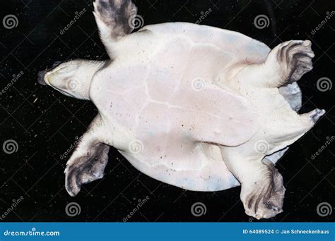 A Sea Turtle From The Bottom Stock Photo Image 64089524