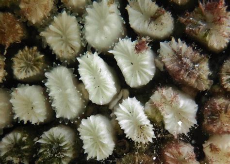 Flower Coral: The Beautiful Underwater Floret - Ocean Info