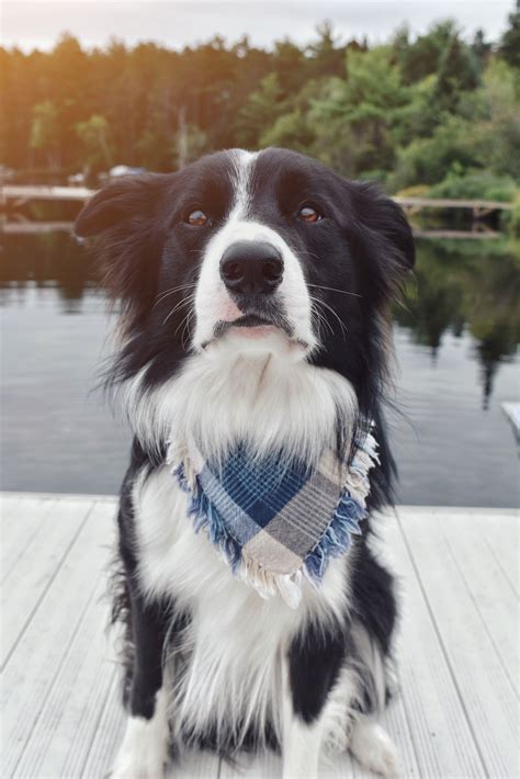 Male border collie | Dog breeds, Border collie lover, Beautiful dogs