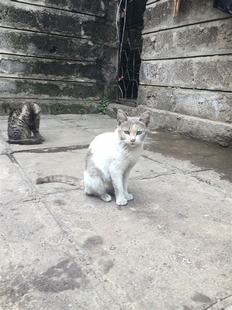 Stray, Semi-feral Or Feral Kitten In Kenya | TheCatSite