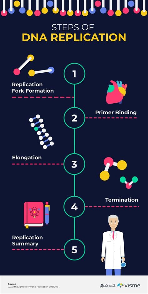 Steps of DNA Replication Infographic Template | Visme