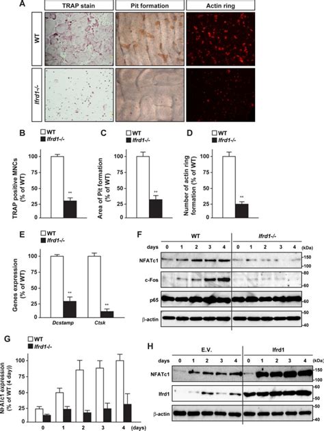 Transcriptional Modulator Ifrd1 Regulates Osteoclast Differentiation