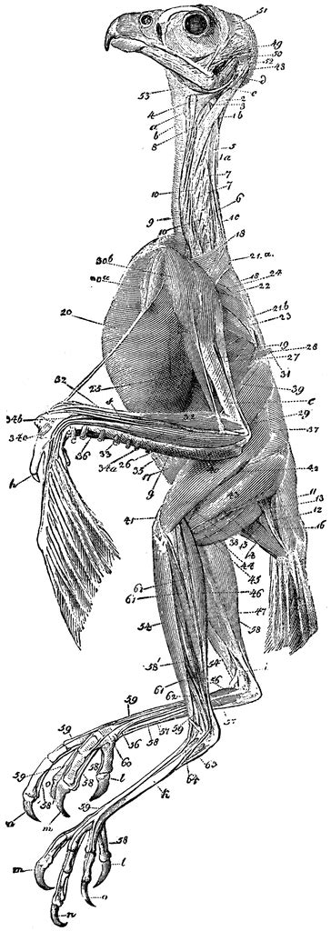 Eurasian Sparrowhawk Muscles | ClipArt ETC