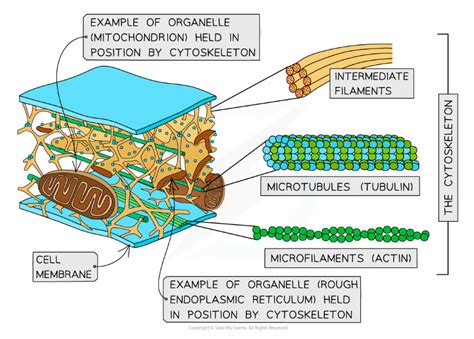 OCR A Level Biology 复习笔记2 1 8 The Cytoskeleton 翰林国际教育