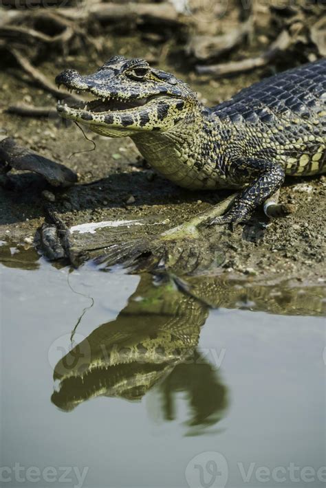 Broad Snouted Caiman Caiman Latirostris Baby Pantanal Mato Grosso