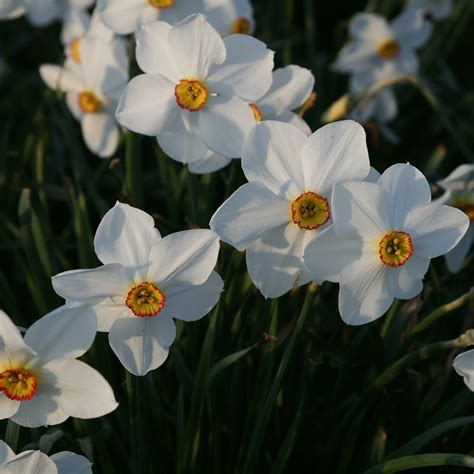 Buy Poeticus Daffodil Bulbs Narcissus Actaea £249 Delivery By Crocus