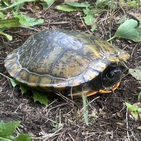 Turtles of the Arboretum – Population and Community Ecology (PACE) Lab
