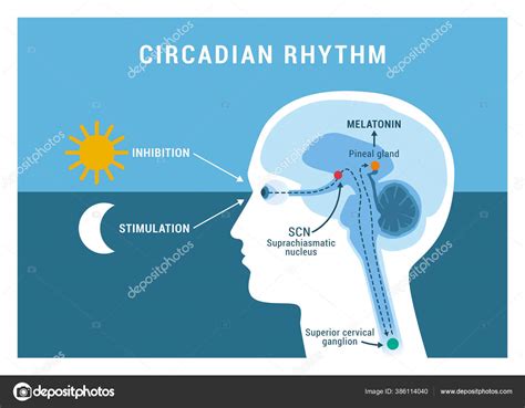 Circadian Rhythm Sleep Wake Cycle How Exposure Sunlight Regulates ...