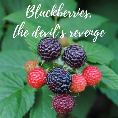 Blackberries The Devils Revenge Uk