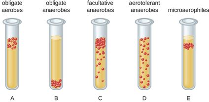 Aerobic bacteria - Definition and Examples - Biology Online Dictionary