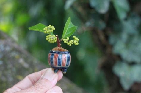 Super Mini Bonsai Creation Of Murasakishikibu Murasaki Shikibu Or