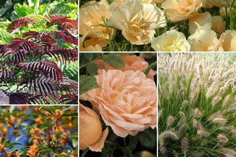 Couleur Douce Et Tendance Comment Am Nager Un Jardin Nude