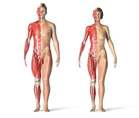 Female Vs Male Skeleton