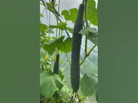 Парник с огурцами 🥒 - YouTube