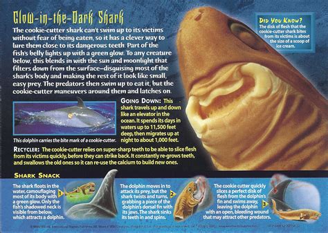 Cookie-Cutter Shark - Wierd N'wild Creatures Wiki