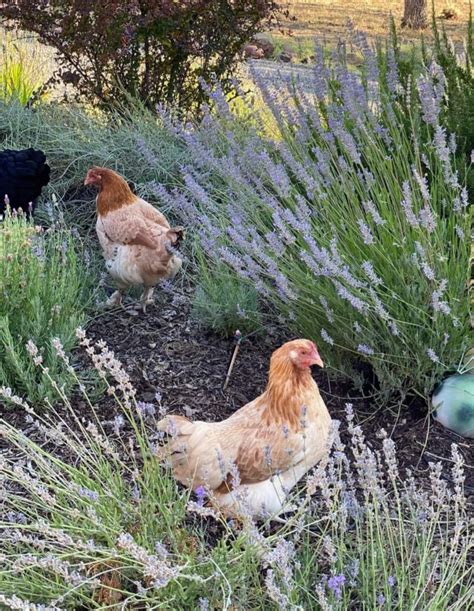 French Marans Pullet Surplus Chick Special Cackle Hatchery