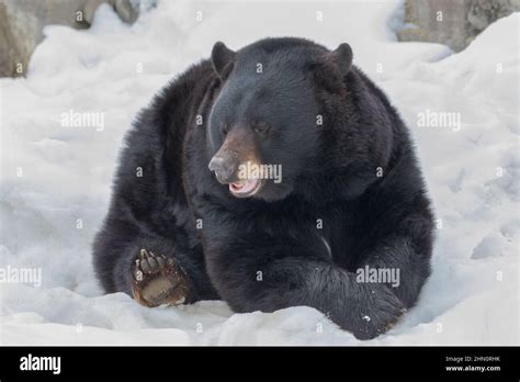 Huge Black Bear lying down in snow Stock Photo - Alamy