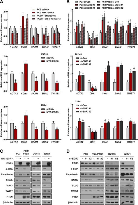 Egr Inhibits Emt Migration And Invasion Of Prostate Cancer Cells A