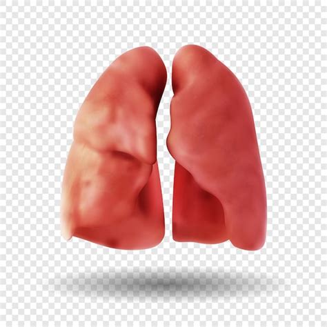 Premium Vector Healthy Human Lungs Isolated On Transparent Background