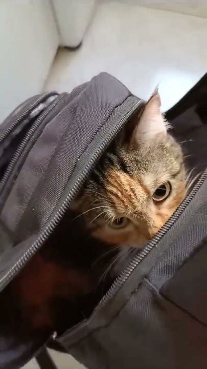 Живой рюкзак. Маруся. #cat - YouTube