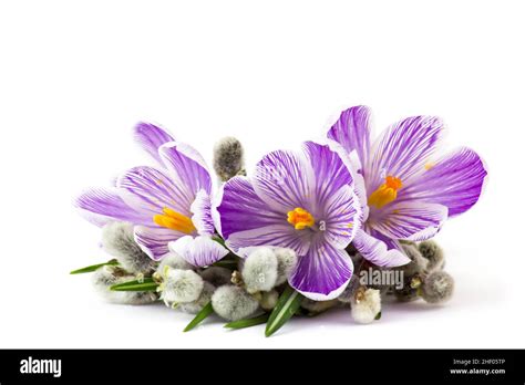 Crocus Flowers And Pussy Willow Twigs On White Background Stock Photo Alamy