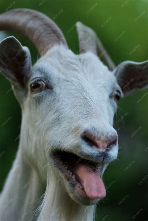 Goat Tongue Sticking Out