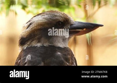 Kookaburras Are Terrestrial Tree Kingfishers Of Genus Dacelo Native To