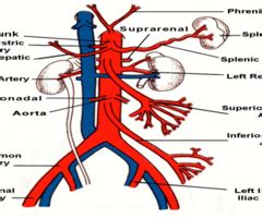 Visceral Gross Anatomy Week 5 Quiz Flashcards Quizlet