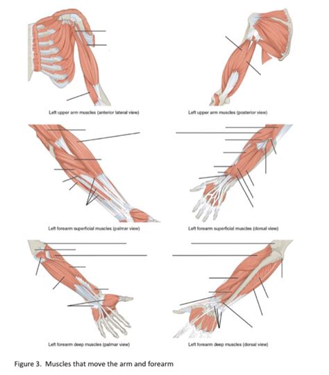 Muscles That Move The Wrist Hand And Fingers Diagram Quizlet