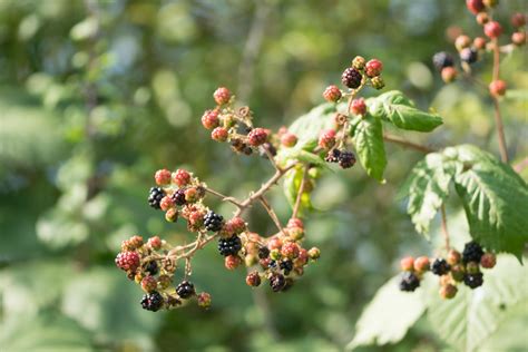 Garten Navi Wilde Brombeere Rubus Fruticosus Wildform