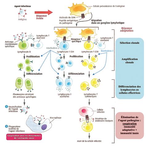 Les Mécanismes De Limmunité Spécifique Cours Partie 2 Alloschool