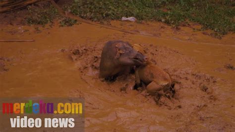 dugong adu gengsi lelaki sunda merdeka docs youtube