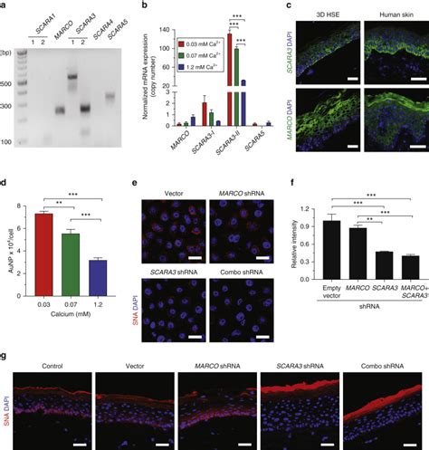 Epidermal Sr A Complexes Are Lipid Raft Based And Promote Nucleic Acid