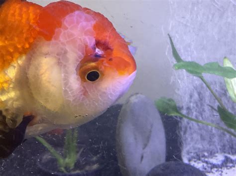 tips for goldfish weak for beginners 8