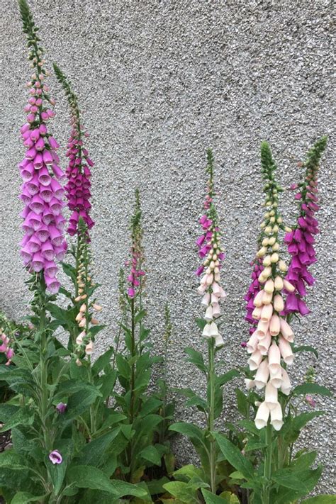 my foxgloves standing tall this year! i love the colours. : r/gardening