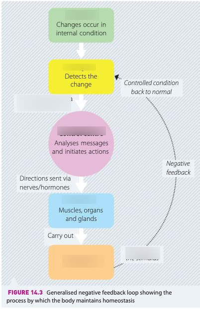 Homeostasis negative feedback loop Diagram | Quizlet