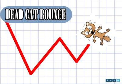 Explaining Dead Cat Bounce (DCB) - Fincash