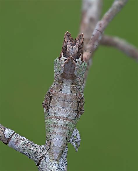 Giant Swallowtail chrysalis