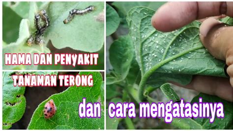 Cara Cara Untuk Hilangkan Ulat Pada Daun Pokok Joe Kerr